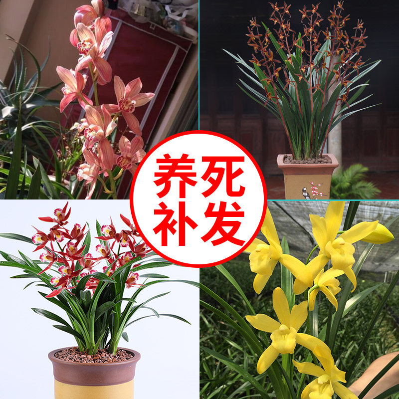 七夕兰花苗盆栽植物浓香型名贵墨兰建兰室内外四季花草绿植花卉