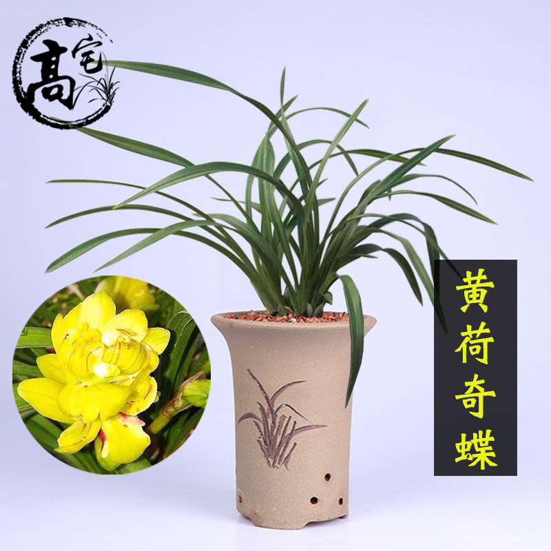 兰花苗春兰荷瓣黄色奇花黄荷奇蝶易养室内客厅办公室盆栽绿植花卉