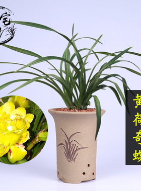 兰花苗春兰荷瓣黄色奇花黄荷奇蝶易养室内客厅办公室盆栽绿植花卉