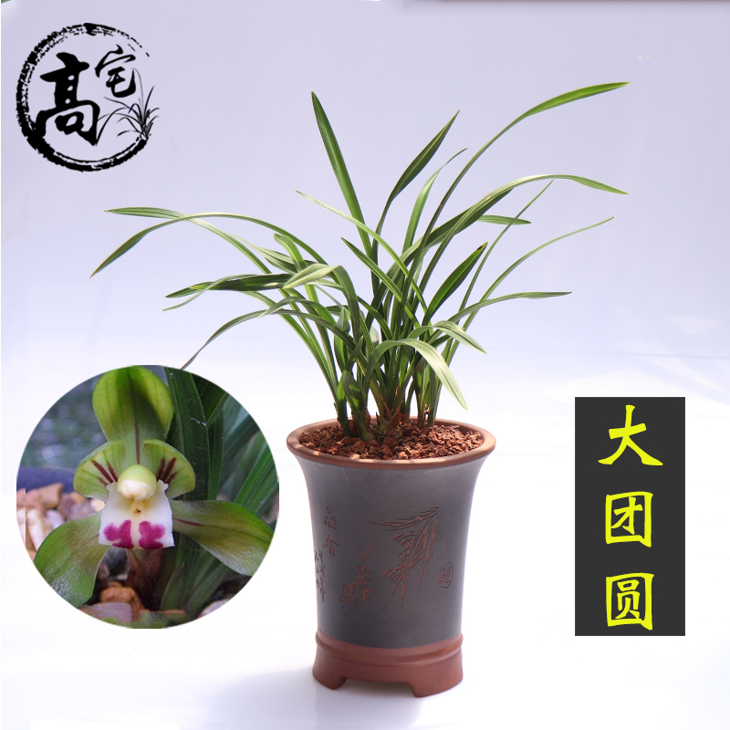 绿植兰花大团圆荷瓣阳台盆栽