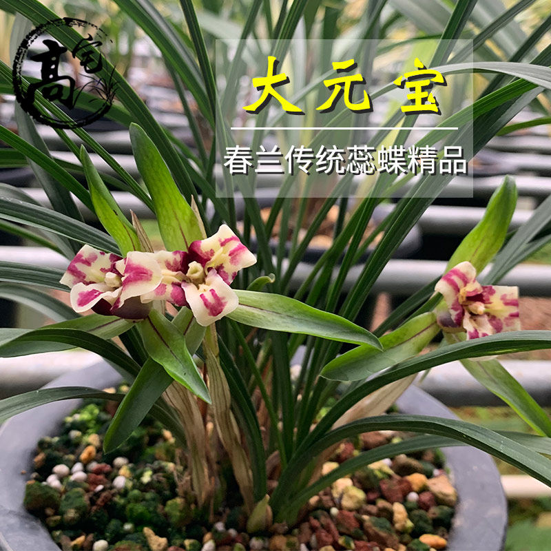 兰花春兰大元宝春兰奇花浓香花卉室内客厅盆栽绿植好养兰花苗