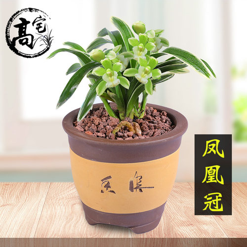 绿植兰花浓香型好养活金边矮种