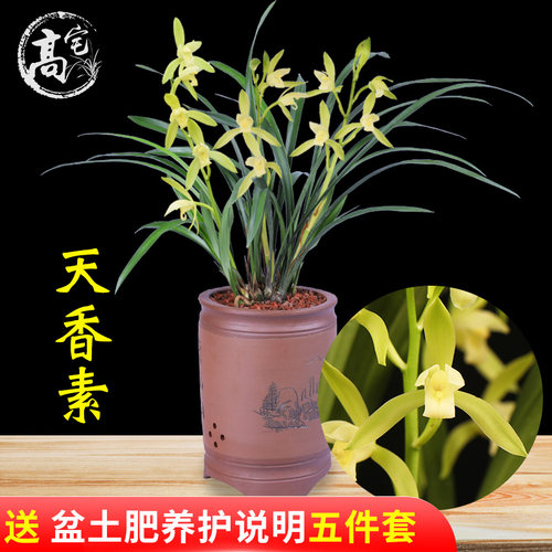 铁骨四季盆栽兰花苗