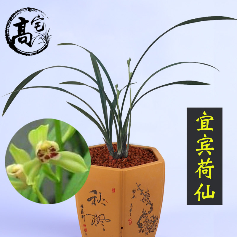 兰花【宜宾荷仙】兰花苗建兰四季兰水仙瓣飘逸叶姿室素花盆栽花卉