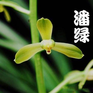 兰花苗蕙兰潘绿老八种原生苗室内外客厅浓香兰花绿植花卉兰花好养