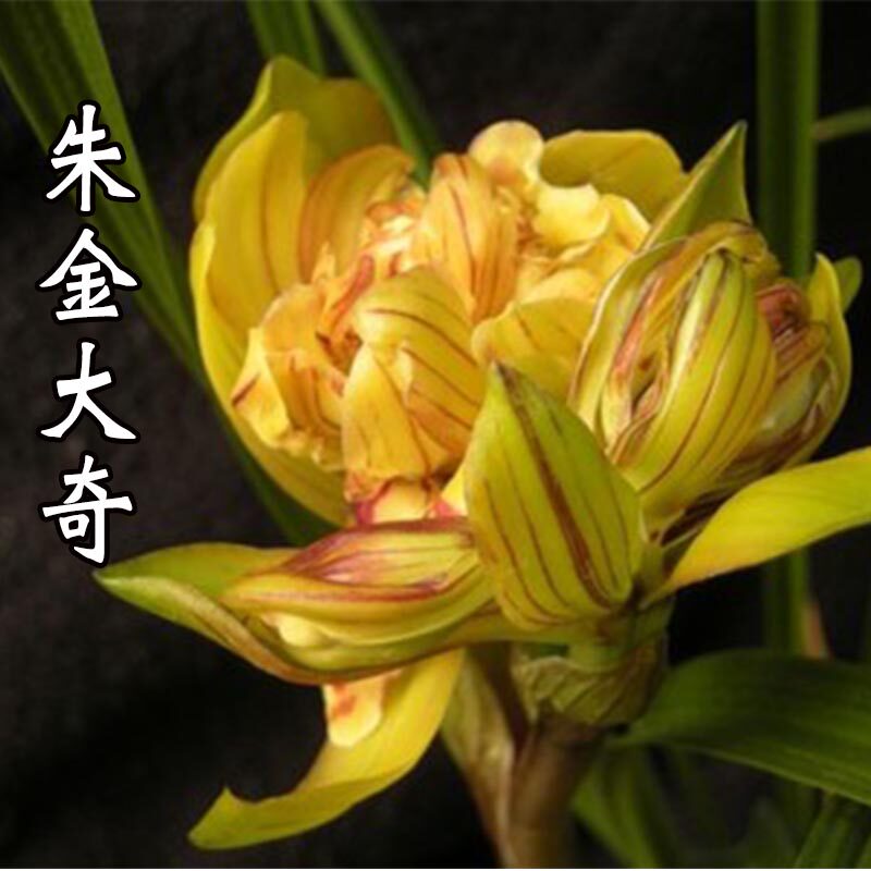 兰花 春剑 色花奇花朱金大奇浓香型易养兰花苗室内客厅盆栽花卉