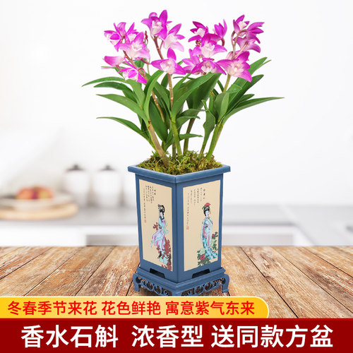 香水石斛带多支花苞送花盆