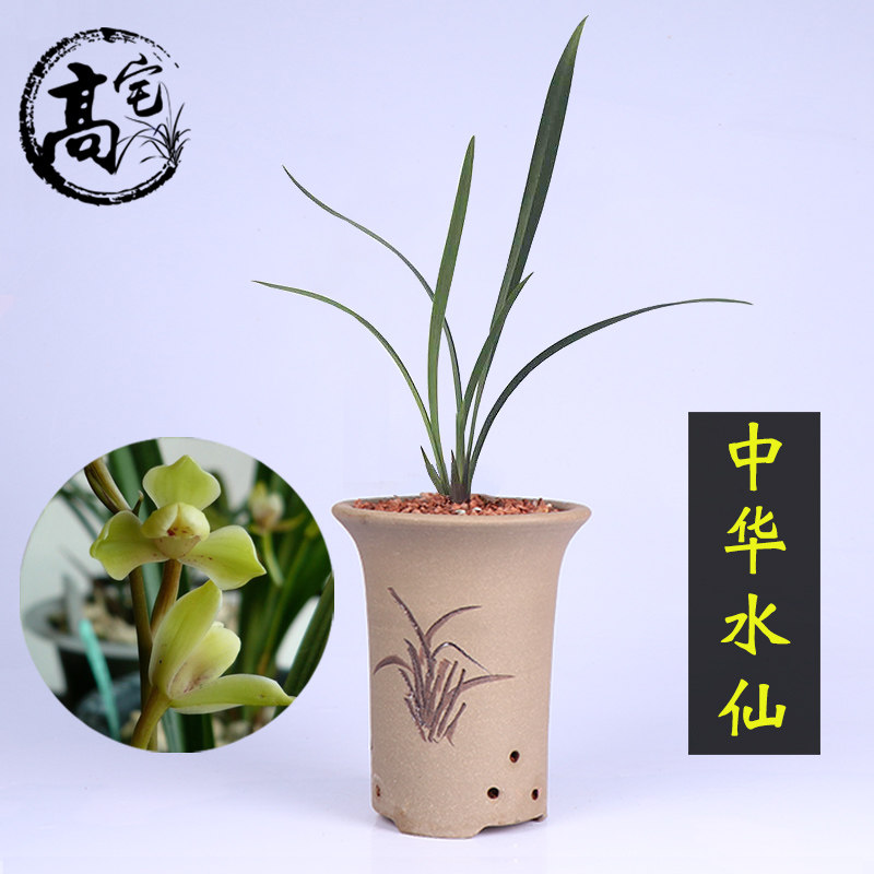 兰花中华水仙建兰四季兰梅型水仙瓣办公室盆景绿色植株花卉兰花苗