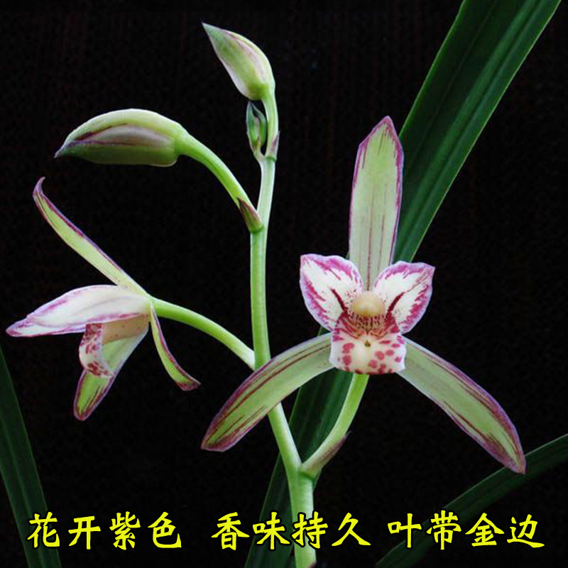 兰花 金边矮种紫妖姬 四季兰花苗建兰室内花卉绿植盆栽草好养易花