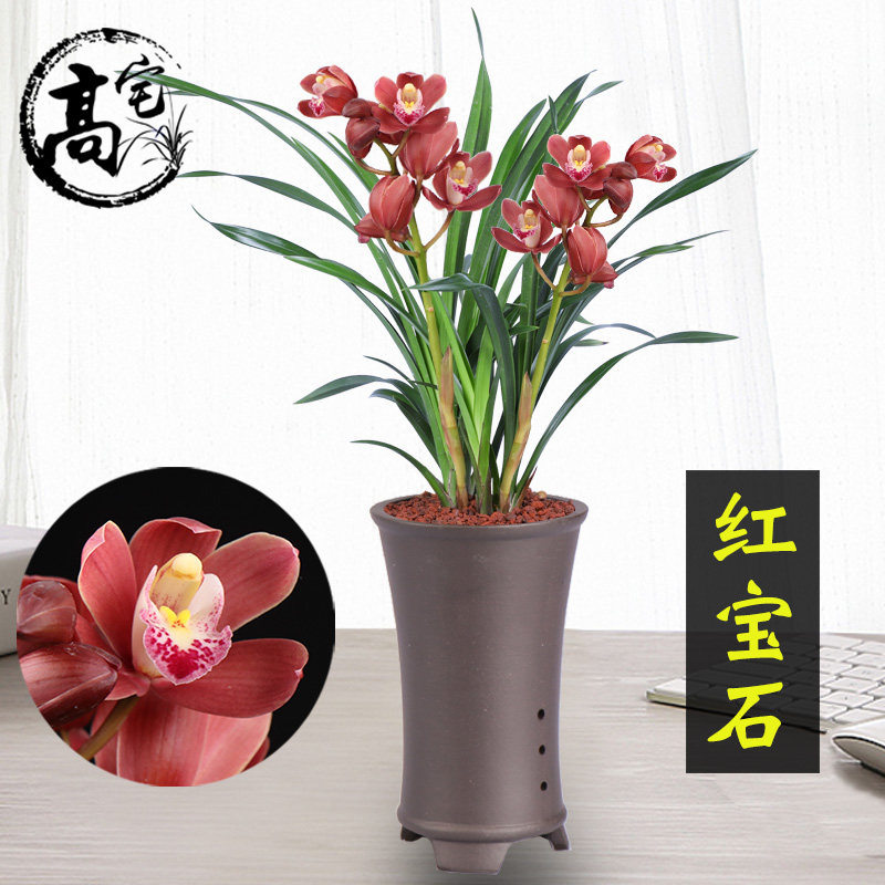 兰花 红宝石 四季兰 建兰室内客厅办公室盆栽绿植花卉 好养兰花苗