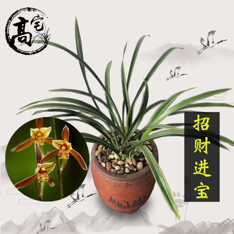 高宅兰花墨兰招财进宝室内客厅办公室盆栽花卉绿植好养易花兰花苗