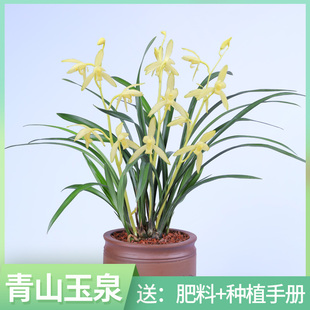 客厅室内外观花绿植物 高宅兰花苗青山玉泉建兰盆栽花卉四季