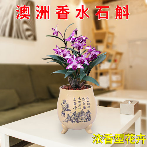 绿植澳洲花苗香水虎皮兰沙漠玫瑰