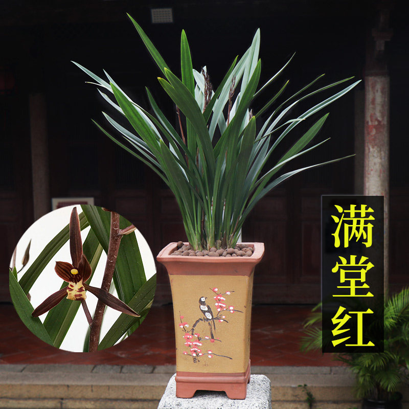 满堂红好养客厅盆景兰花苗