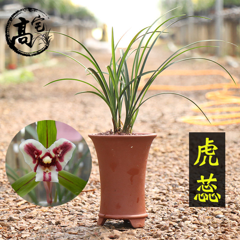 虎蕊 兰花苗春兰浓香型盆栽植物阳台室内客厅阳台美观花卉绿植