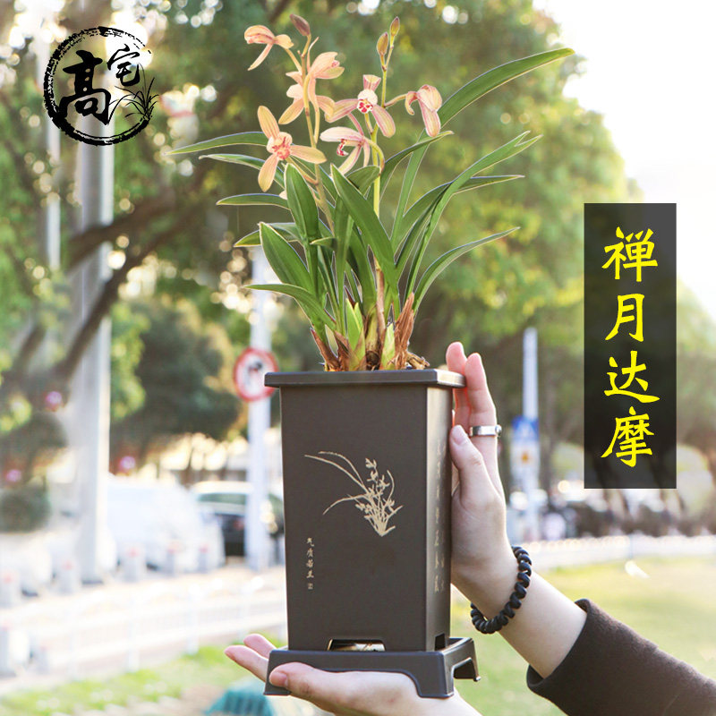 高宅兰花苗建兰矮种禅月达摩桌面盆栽好养花卉绿植