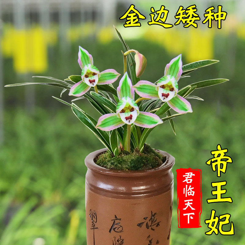 兰花苗 帝王妃 金边鹤艺 矮种线艺四季 建兰浓香花卉绿植物包邮