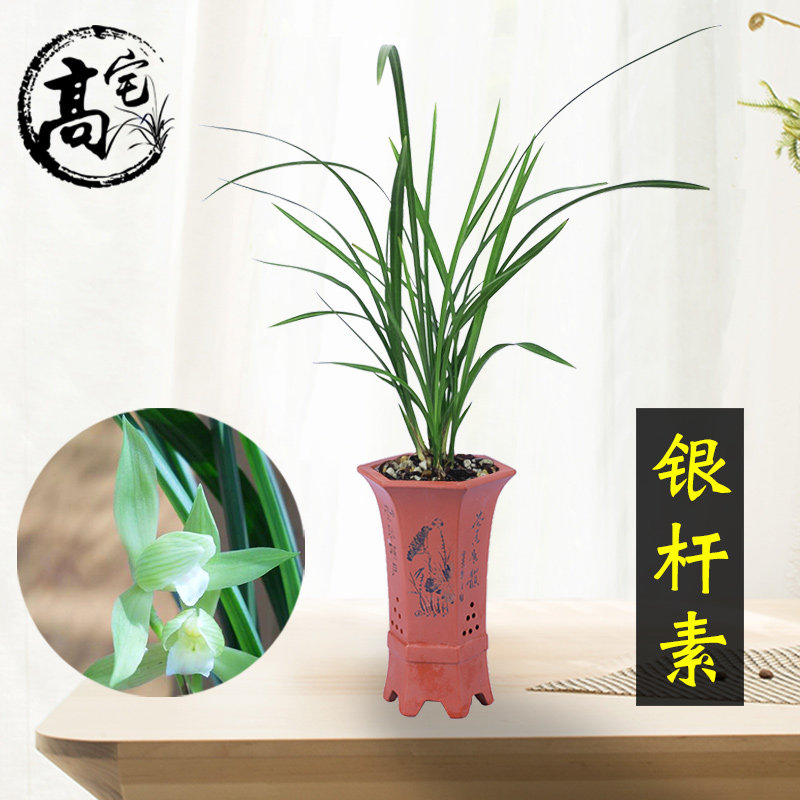 兰花苗银杆素春剑素心易养活易来芽室内客厅阳台盆栽花卉绿植好养
