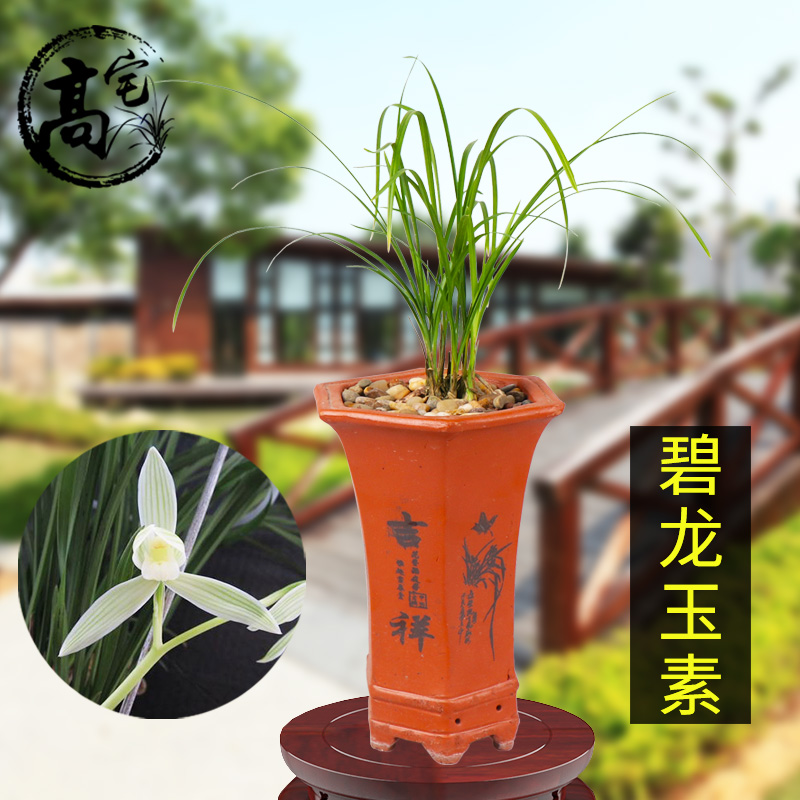 碧龙玉素兰花苗春兰盆栽