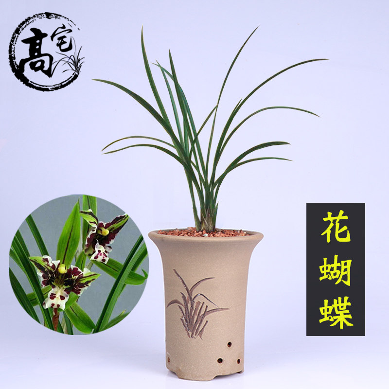 兰花苗春兰花蝴蝶浓香兰草花卉盆栽阳台客厅观花植物好养易花兰花