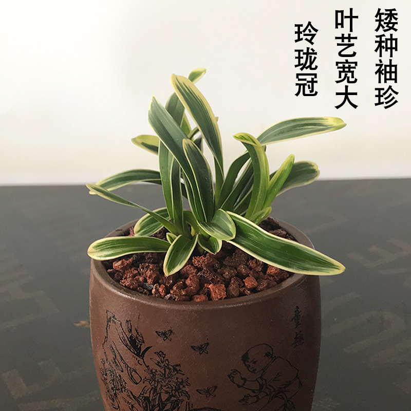 兰花 玲珑冠 建兰矮种金边叶艺兰花苗室内外客厅盆栽好养花卉绿植