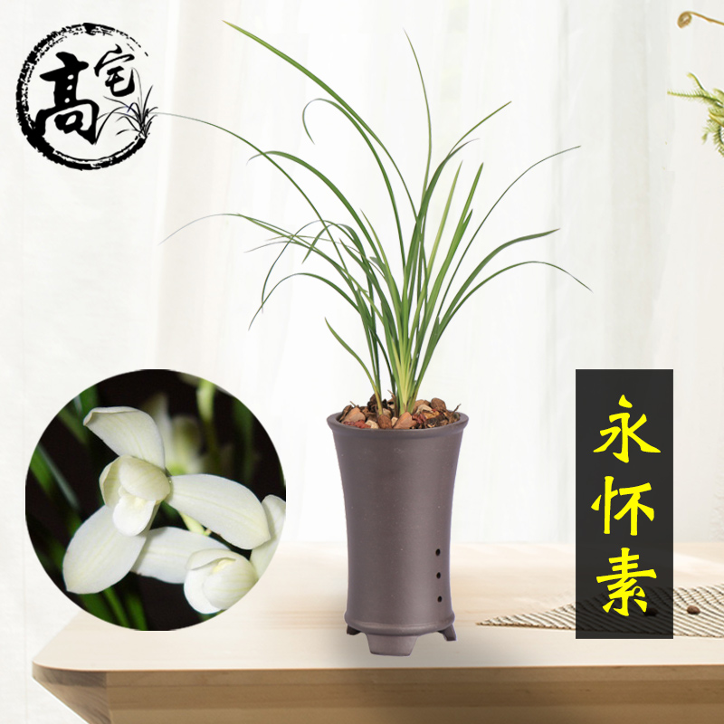 兰花莲瓣兰永怀素莲瓣形兰花苗浓香型花卉办公室内盆栽绿植好养