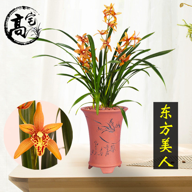 兰花 东方美人 兰花苗建兰四季兰 兰花盆栽花卉植物室内阳台