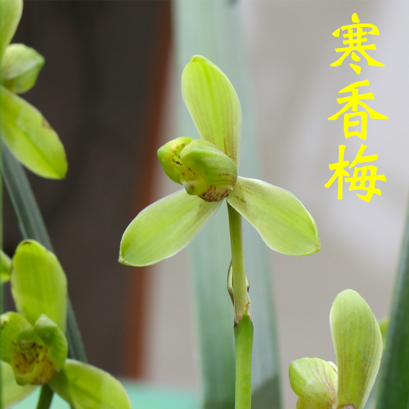 兰花寒香梅兰花苗寒兰梅瓣兰花草室内客厅盆栽花卉绿植物好养-封面