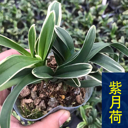 【紫月荷 】兰花苗浓香型 建兰四季兰 矮种金边线艺兰花盆栽花 - 封面