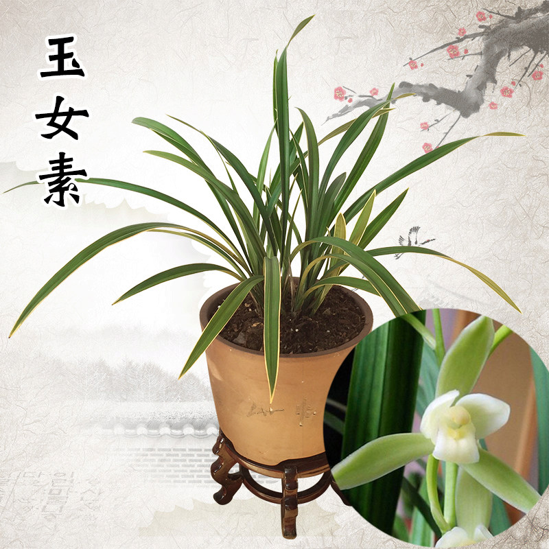 兰花 玉女素 兰花苗 建兰 四季兰金边叶艺素心室内盆栽植物花卉
