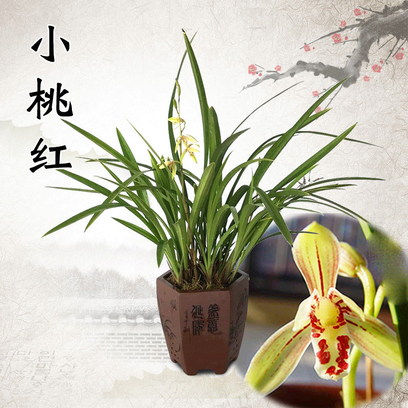 【小桃红又名玉华】 兰花 金边 建兰四季兰 兰花苗 花卉盆栽浓香