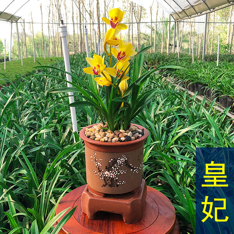 兰花苗 建兰 皇妃 浓香兰草花卉盆栽四季兰 阳台客厅室内观花植物