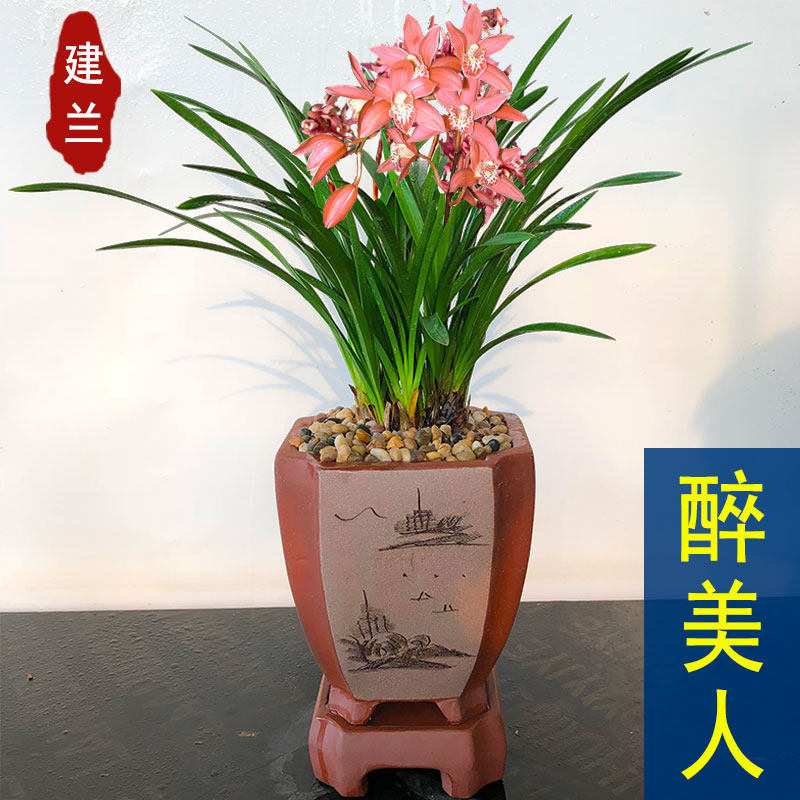 兰花 醉美人 浓香兰花苗建兰四季兰墨兰易开花室内花卉绿植盆栽