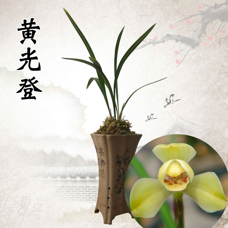 【黄光登】兰花 建兰四季兰 建兰八大品 兰花苗 黄光登花卉好养