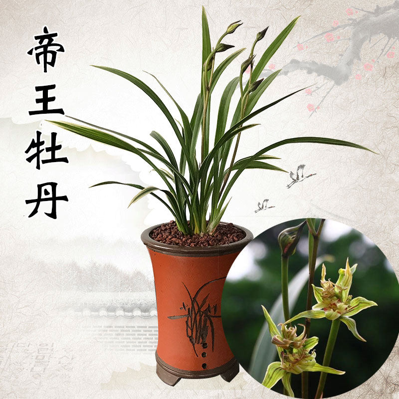 墨兰浓香奇花牡丹 帝王牡丹兰花苗室内阳台办公室花卉盆栽