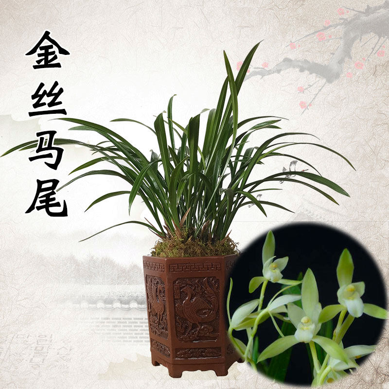 高宅兰花 金丝马尾 建兰四季素心兰花苗 室内外阳台 盆栽花卉绿植