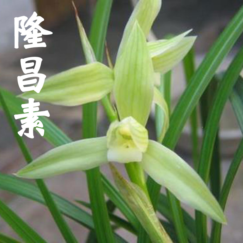 兰花苗隆昌素春剑阳台客厅室内盆栽绿植植物花卉浓香好养易花