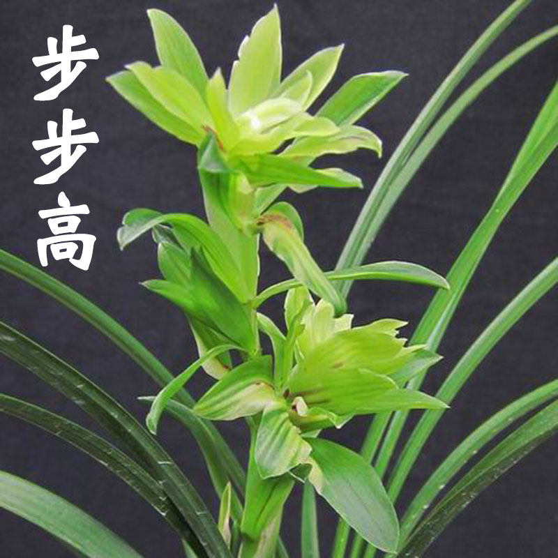 兰花步步高春兰浓香型花卉办公室内客厅阳台绿植盆栽好养兰花苗