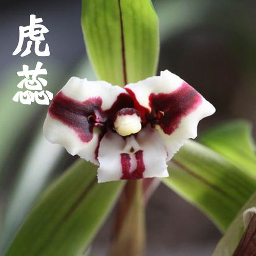 绿植大团圆盆栽兰花苗