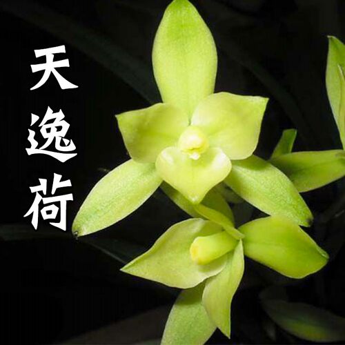兰花素心天逸室内外办公室荷瓣