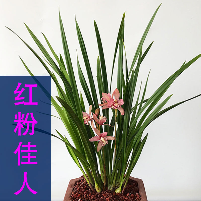 兰花苗建兰四季兰红粉佳人盆栽卧室客厅阳台花卉室内窗台绿植