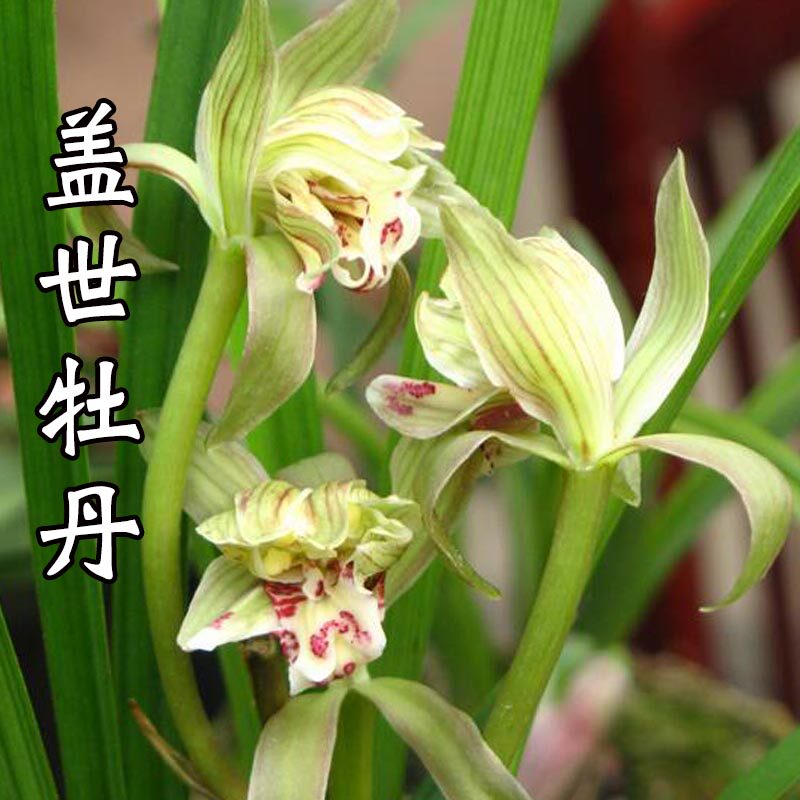 兰花盖世牡丹春剑奇花牡丹瓣奇花珍品室内盆客厅栽花卉绿植