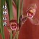 兰花春剑红荷浓香红色荷瓣好养兰花苗花卉盆栽草绿植花卉