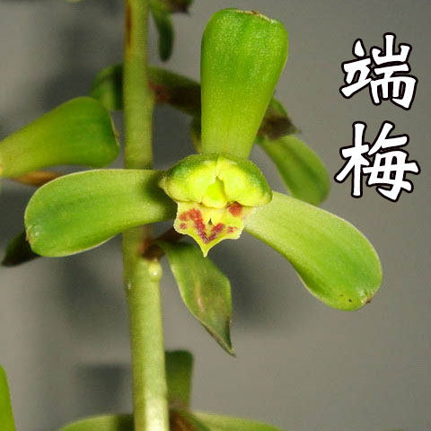 蕙兰端梅兰花苗四季兰草花卉盆栽植物室内外客厅好养盆景浓香