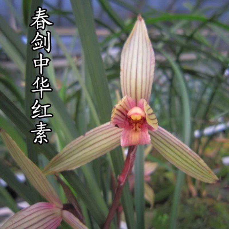 兰花苗春剑名品色花中华红素易开花室内绿植盆栽花卉好养兰花苗