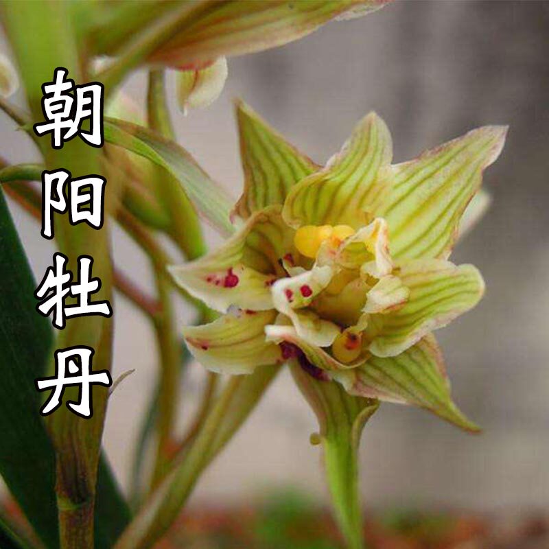 兰花 朝阳牡丹 春剑奇花浓香型易养绿植室内客厅阳台盆栽花卉兰草