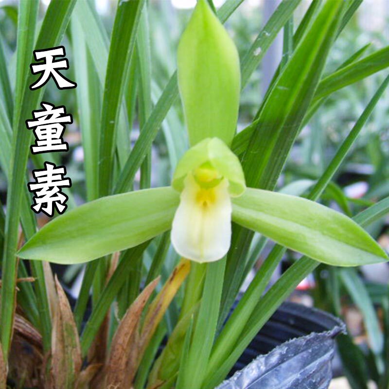 兰花苗天童素春兰荷瓣素心铭品兰花壮苗室内客厅盆栽绿植花卉好养