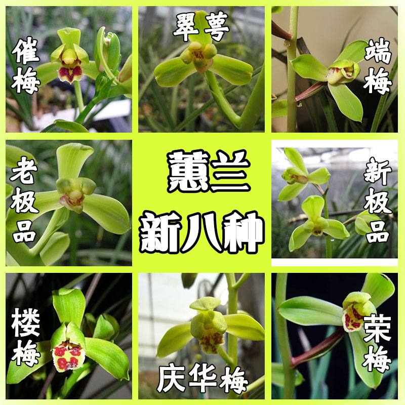 兰花蕙兰新八种老木及品室内外阳台客厅盆栽绿植花卉好养兰花苗