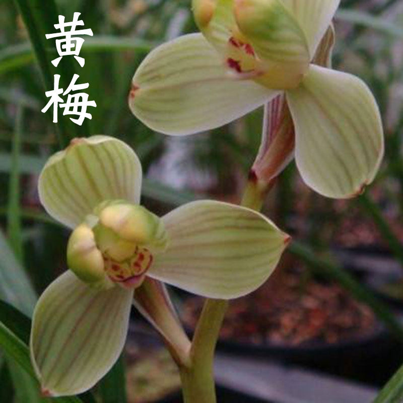 兰花苗黄金梅瓣带浓香黄梅 室内客厅阳台办公室盆栽花卉绿植好养