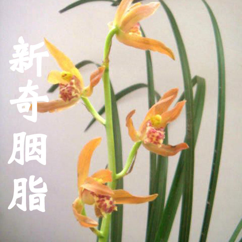 兰花苗春剑新奇胭脂浓香室内客厅办公室盆栽花卉绿植好养花卉